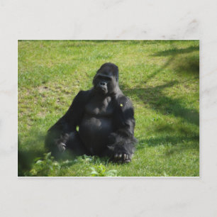 Sweet Black Monkey Gorilla Postcard