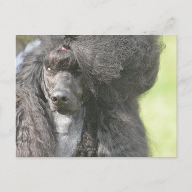 Sweet Black Poodle Postcard (Front)