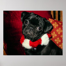 Sweet Black Pug Poster