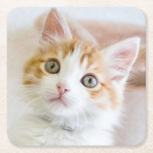 Sweet Blue Eyed Kitty Square Paper Coaster