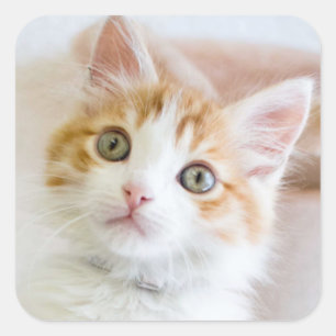 Sweet Blue Eyed Kitty Square Sticker