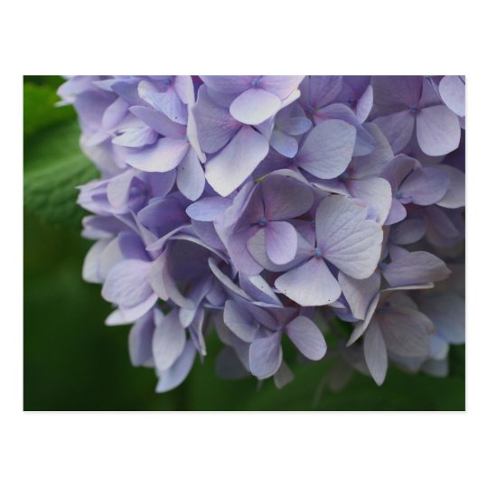 Sweet Blue Hydrangea Flower Photo Postcard