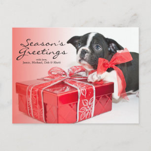 Sweet Boston Terrier puppy Postcard