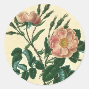Sweet Briar Rose Classic Round Sticker