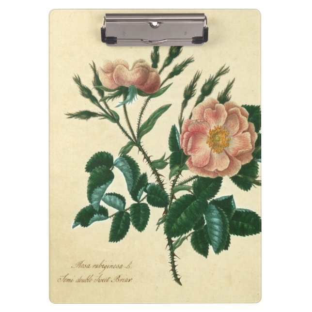 Sweet Briar Rose Clipboard (Front)
