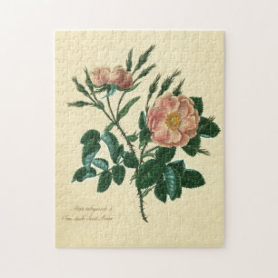 Sweet Briar Rose Jigsaw Puzzle