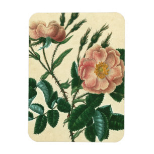Sweet Briar Rose Magnet