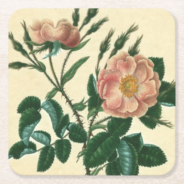 Sweet Briar Rose Square Paper Coaster (Front)