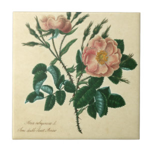 Sweet Briar Rose Tile