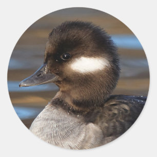 Sweet Bufflehead Duck on Sunlit Waters Classic Round Sticker