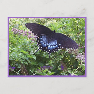 Sweet Butterfly Postcard
