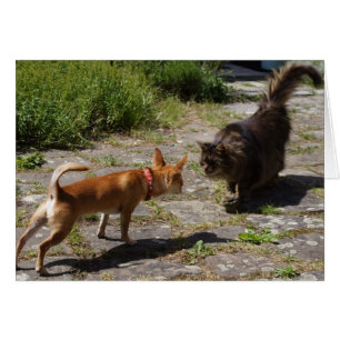 Sweet Charlie Chihuahua