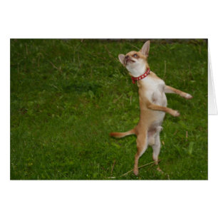 Sweet Charlie Chihuahua