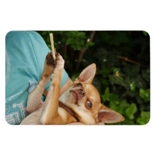 Sweet Charlie Chihuahua Magnet