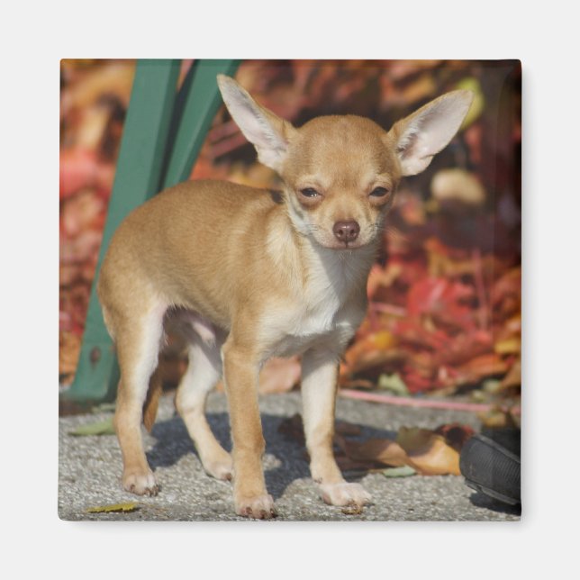 Sweet Charlie Chihuahua Magnet (Front)