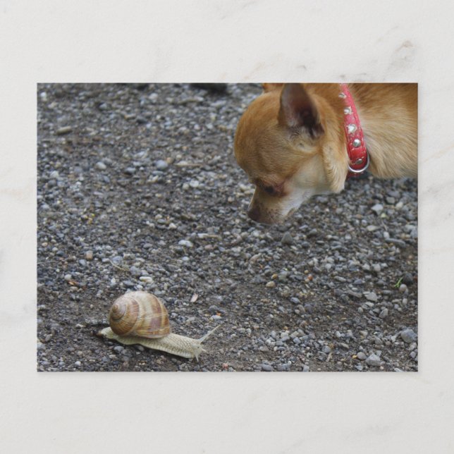 Sweet Charlie Chihuahua Postcard (Front)