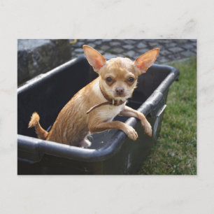 Sweet Charlie Chihuahua Postcard