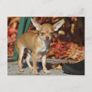 Sweet Charlie Chihuahua Postcard