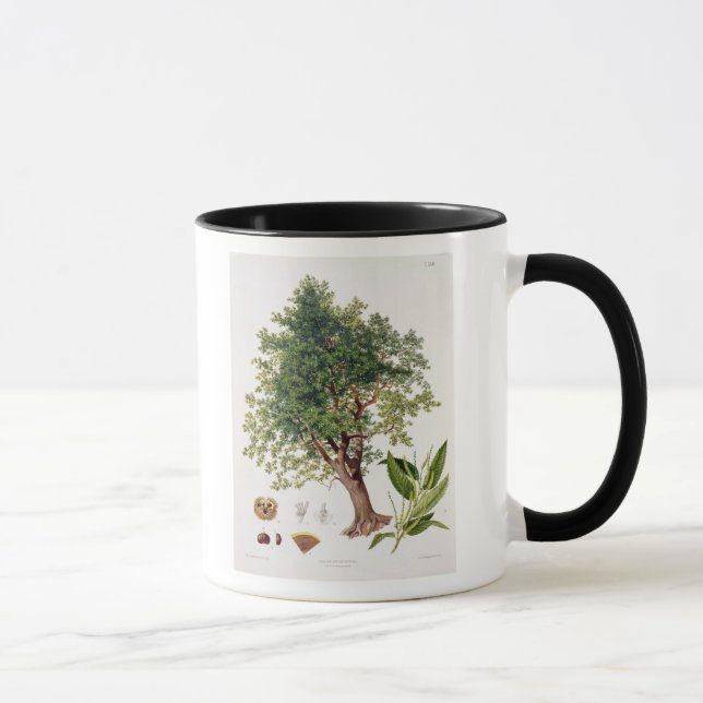 Sweet Chestnut, engraved by A. Haase (colour litho Mug (Right)