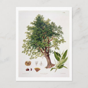 Sweet Chestnut, engraved by A. Haase (colour litho Postcard