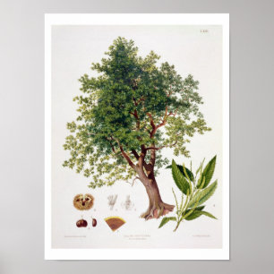 Sweet Chestnut, engraved by A. Haase (colour litho Poster