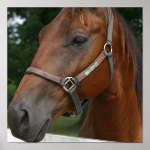 Sweet Chestnut Horse Poster