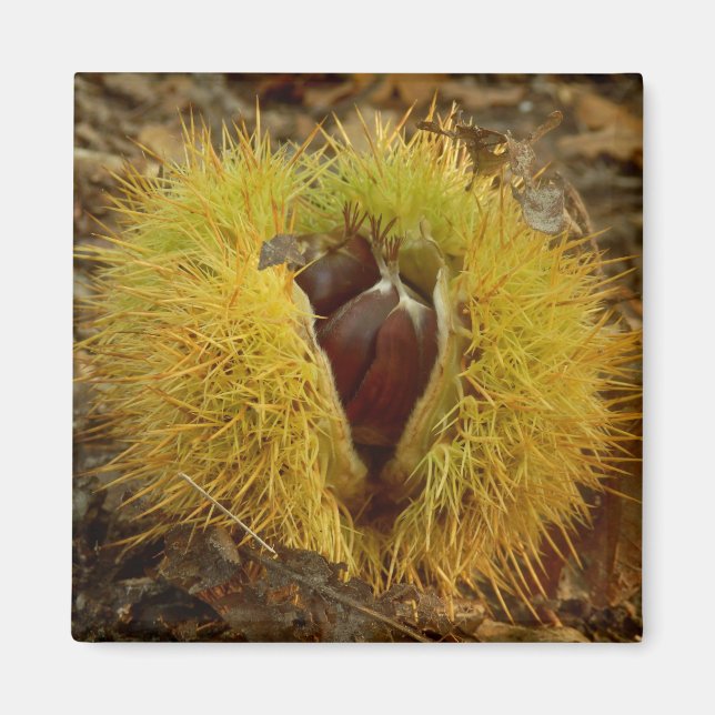 Sweet Chestnut Magnet (Front)