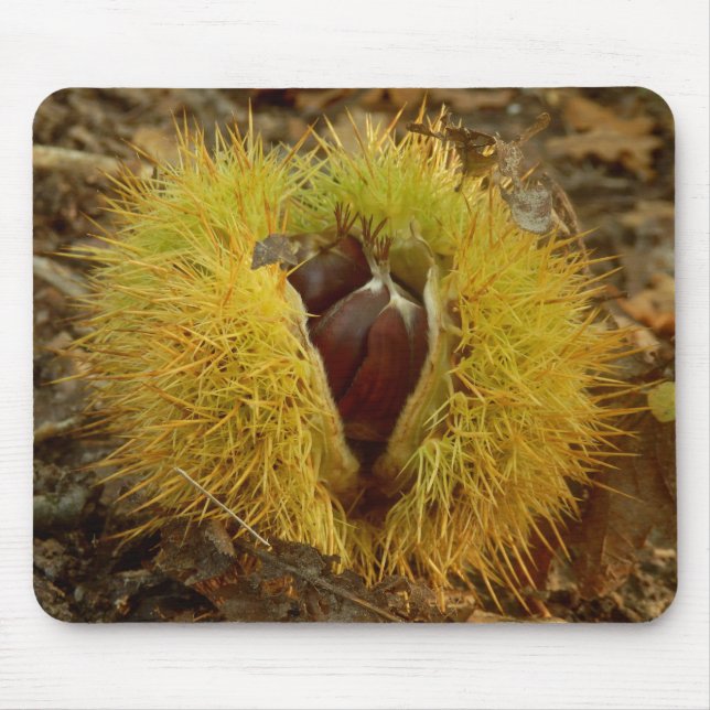 Sweet Chestnut Mouse Mat (Front)