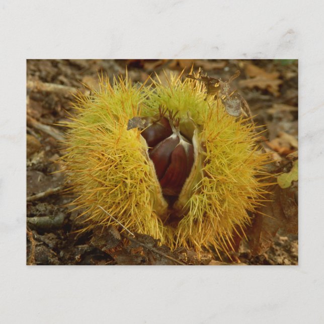 Sweet Chestnut Postcard (Front)