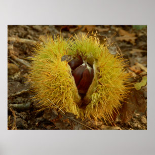 Sweet Chestnut Poster