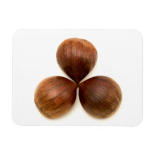 Sweet chestnuts fruits magnet