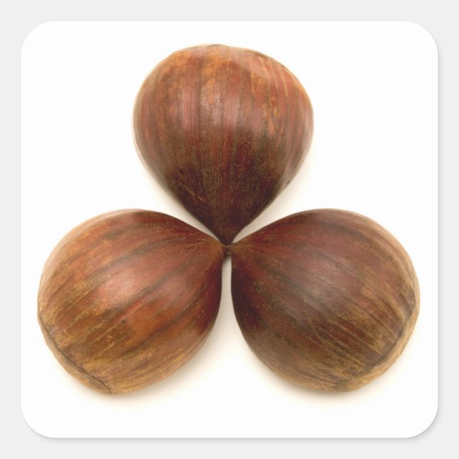 Sweet chestnuts fruits square sticker (Front)