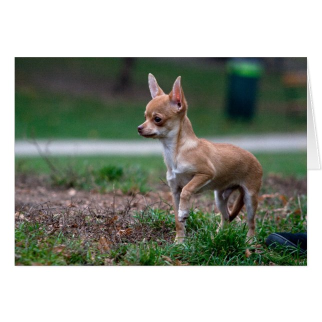 Sweet Chihuahua Puppy Gundog Wannabe (Front Horizontal)