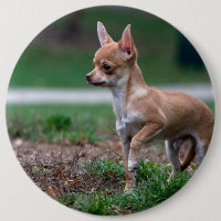 Sweet Chihuahua Puppy Gundog Wannabe
