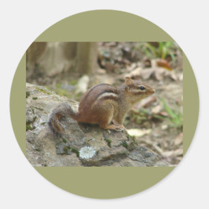 Sweet Chipmunk Hot Springs National Park Gifts Classic Round Sticker