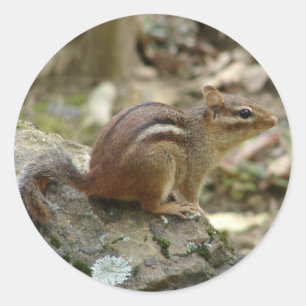 Sweet Chipmunk Hot Springs National Park Gifts Classic Round Sticker