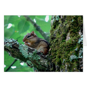 Sweet Chipmunk in a Tree Apparel and Gifts