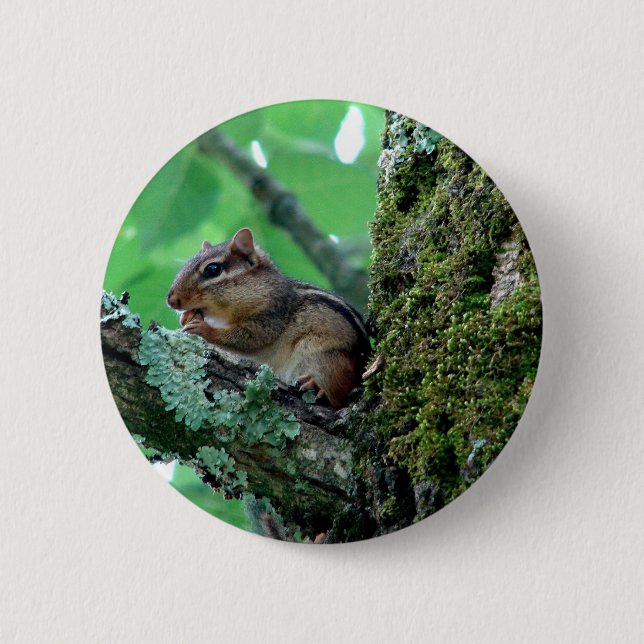 Sweet Chipmunk in a Tree Apparel and Gifts 6 Cm Round Badge (Front)
