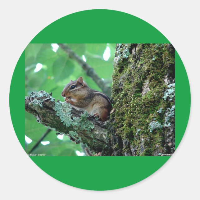 Sweet Chipmunk in a Tree Apparel and Gifts Classic Round Sticker (Front)