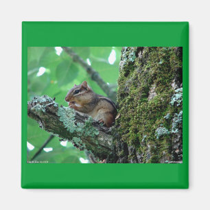 Sweet Chipmunk in a Tree Apparel and Gifts Magnet