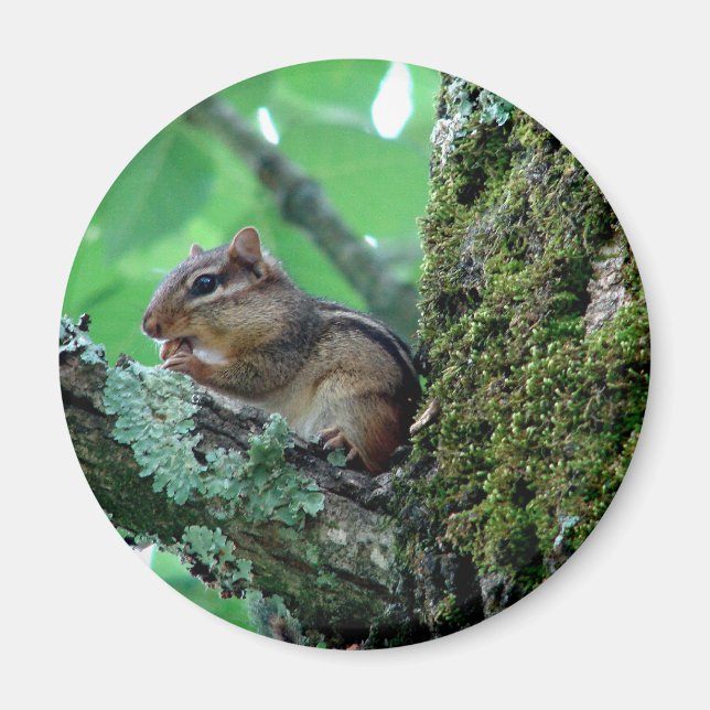 Sweet Chipmunk in a Tree Apparel and Gifts Magnet (Front)