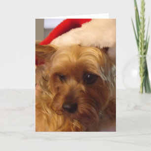 Sweet Christmas Sassy Holiday Card