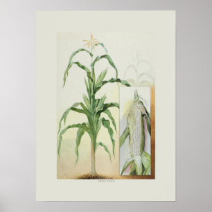 Sweet corn poster