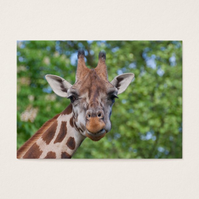 Sweet Curios Giraffe (Front)