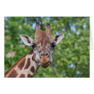 Sweet Curios Giraffe