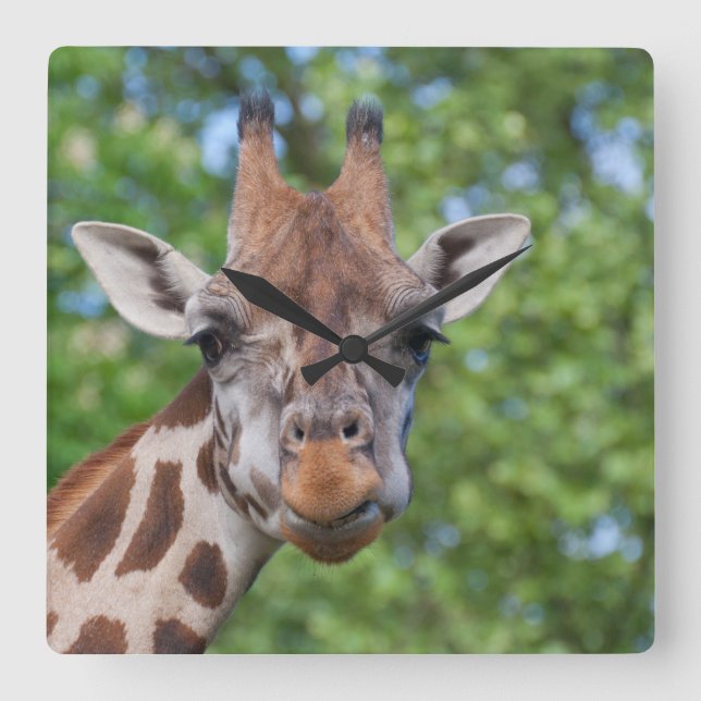 Sweet Curios Giraffe Square Wall Clock (Front)