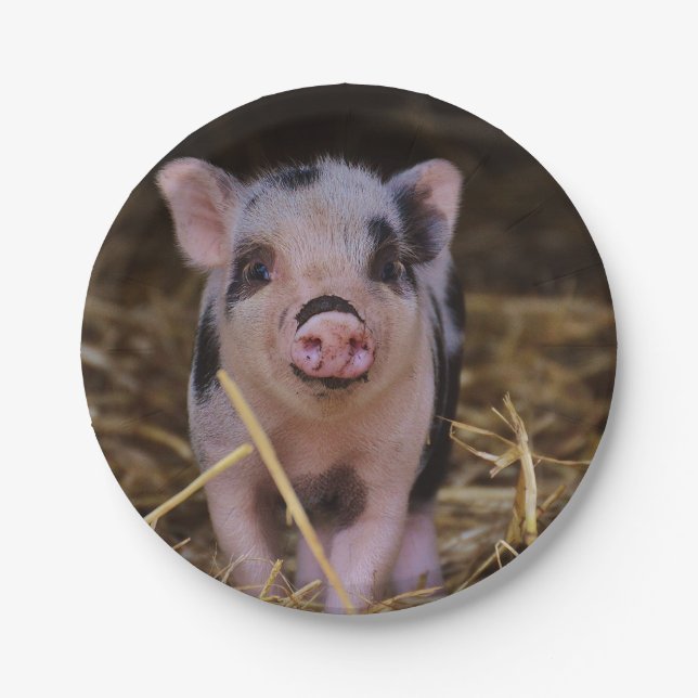 Sweet Cute Pig Paper Plate (Front)