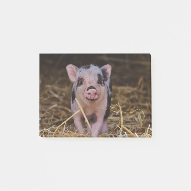 Sweet Cute Pig Post-it Notes (Front)