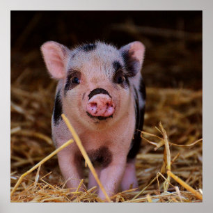 Sweet Cute Pig Poster