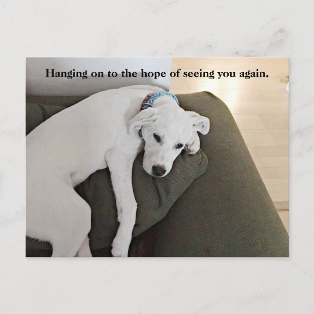 Sweet Cute White Puppy Dog Hanging On Green Postcard (Front)